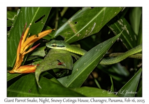 Giant Parrot Snake