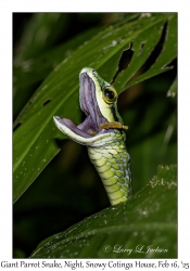 Giant Parrot Snake & frog