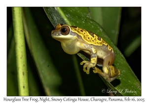 Hourglass Tree Frog