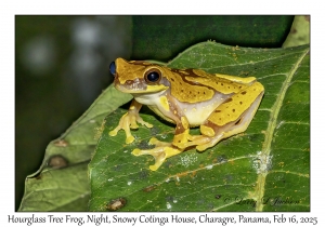Hourglass Tree Frog