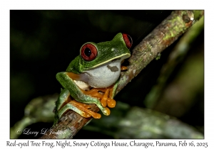 Red-eyed Tree Frog