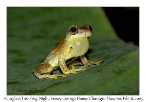 Hourglass Tree Frog
