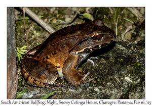 South American Bullfrog