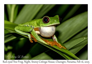 Red-eyed Tree Frog