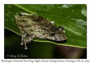 Boulenger's Snouted Tree Frog