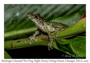 Boulenger's Snouted Tree Frog