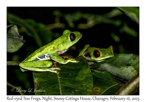 Red-eyed Tree Frogs
