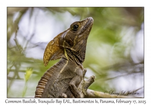 Common Basilisk