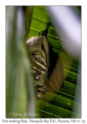 Tent-making Bat