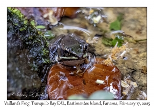 Vaillant's Frog