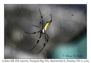 Golden Silk Orb-weaver