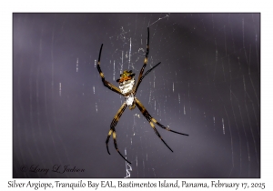 Silver Argiope