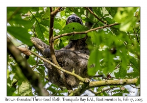 Brown-throated Three-toed Sloth & juvenile