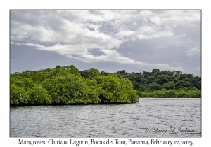Mangroves