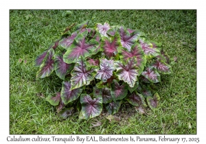 Caladium cultivar