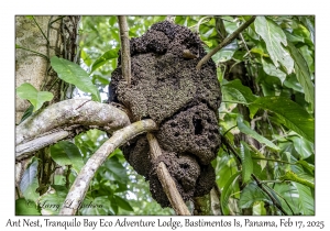 Ant Nest