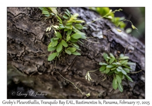 Groby's Pleurothallis