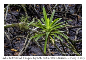 Unknown Orchid & Bromeliad