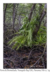 Ferns & Bromeliads