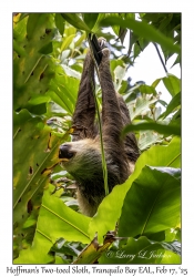 Hoffmann's Two-toed Sloth