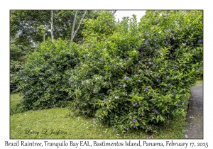 Brazil Raintree