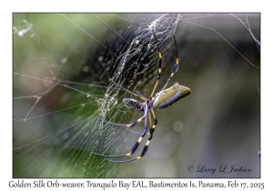 Golden Silk Orb-weaver