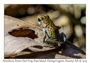 Strawberry Poison Dart Frog variation