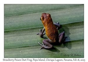 Strawberry Poison Dart Frog variation