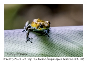 Strawberry Poison Dart Frog variation