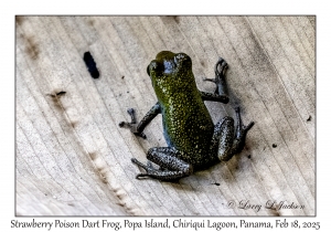 Strawberry Poison Dart Frog variation