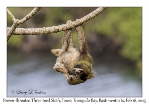 Brown-throated Three-toed Sloth