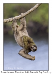 Brown-throated Three-toed Sloth