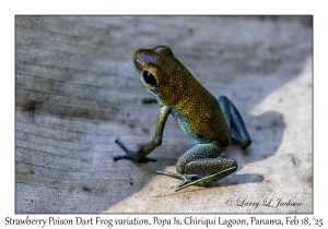 Strawberry Poison Dart Frog variation