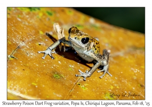 Strawberry Poison Dart Frog variation