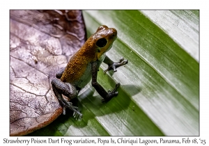 Strawberry Poison Dart Frog variation