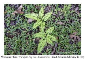 Maidenhair Fern