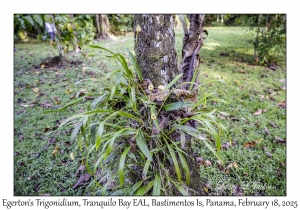 Egerton's Trigonidium