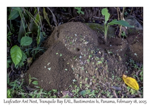 Leafcutter Ants