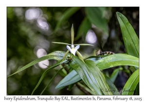 Ivory Epidendrum