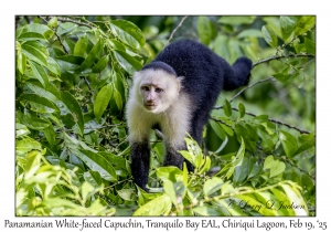 Panamanian White-faced Capuchin