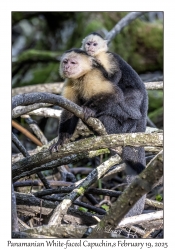 Panamanian White-faced Capuchins