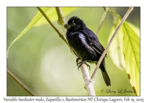2025-02-19#3247 Sporophila americana - Variable Seedeater male, Zapatilla 2, Bastimentos National Park, Chiriqui Lagoon, Panama