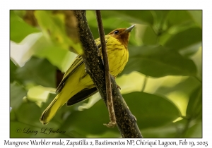 2025-02-19#3270 Dendroica petechia - Mangrove Warbler male, Zapatilla 2, Bastimentos National Park, Chiriqui Lagoon, Panama