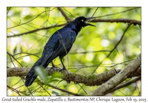 2025-02-19#3280 Quiscalus mexicanus - Great-tailed Grackle male, Zapatilla 2, Bastimentos National Park, Chiriqui Lagoon, Panama
