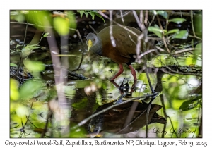 2025-02-19#3289 Aramides cajaneus - Gray-cowled Wood-Rail, Zapatilla 2, Bastimentos National Park, Chiriqui Lagoon, Panama