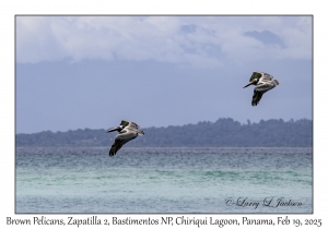 2025-02-19#3306 Pelecanus occidentalis - Brown Pelican, Zapatilla 2, Bastimentos National Park, Chiriqui Lagoon, Panama