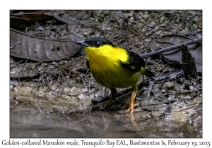 2025-02-19#3358 Manacus vitellinus - Golden-collared Manakin male, Tranquilo Bay EAL, Bastimentos Is,, Chiriqui Lagoon, Panama