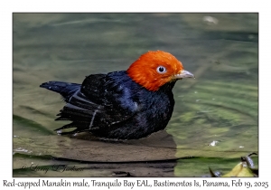 2025-02-19#3361 Pipra mentalis - Red-capped Manakin male, Tranquilo Bay EAL, Bastimentos Is,, Chiriqui Lagoon, Panama