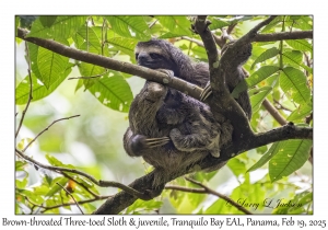 Brown-throated Three-toed Sloth & juvenile