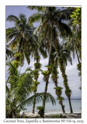 Coconut Palms